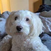 adopt-pet