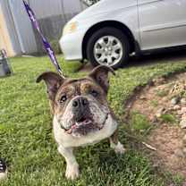 Thumbnail photo of Trudy Toad #1