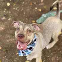 adopt-pet