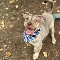 Thumbnail photo of Shrimp #2