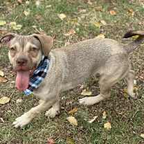 Thumbnail photo of Shrimp #3