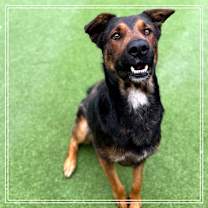 Thumbnail photo of Chester #1