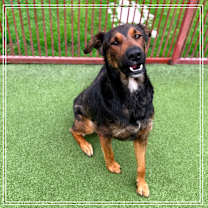 Thumbnail photo of Chester #4