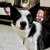 Thumbnail photo of Maggie #1