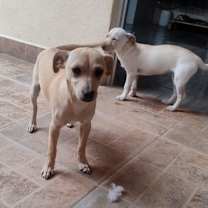 adopt-pet