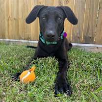 Thumbnail photo of Henry Hopper two toys better than one #4