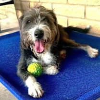 adopt-pet
