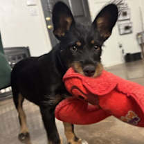 adopt-pet