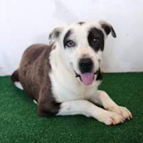 Thumbnail photo of Oreo #1