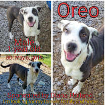 Thumbnail photo of Oreo #2