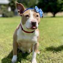 Thumbnail photo of Stella #2