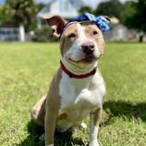 Thumbnail photo of Stella #4