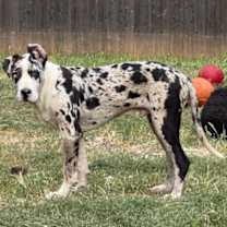 Thumbnail photo of Yonkers #2