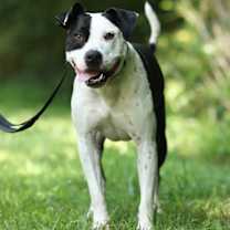 Thumbnail photo of Johnson #3