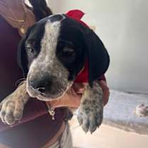 Thumbnail photo of Ice Cream #4