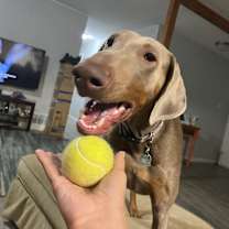 Thumbnail photo of Nala #2