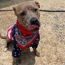 Thumbnail photo of Scout #4