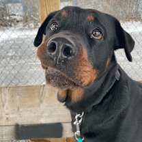 Thumbnail photo of Piper #1