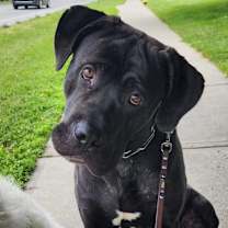 Thumbnail photo of Gatlin #1