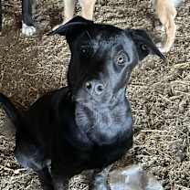 adopt-pet