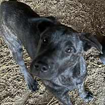adopt-pet