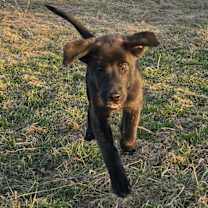 adopt-pet