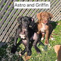 adopt-pet