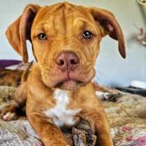 adopt-pet