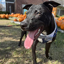 Thumbnail photo of Pretzel #2