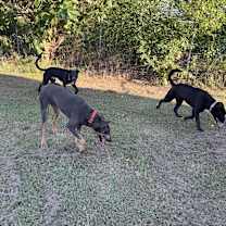 Thumbnail photo of Pretzel #3