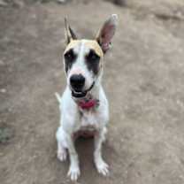 Thumbnail photo of Betty White #4