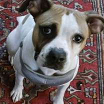 Thumbnail photo of Katla #2