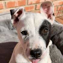 Thumbnail photo of Dixy #1