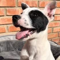 Thumbnail photo of Dixy #2