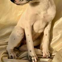 Thumbnail photo of Dixy #3