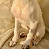 Thumbnail photo of Dixy #4