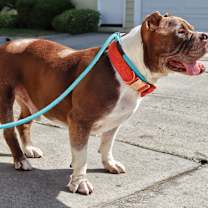 Thumbnail photo of Hank #2