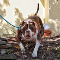 Thumbnail photo of Hank #4