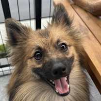 Thumbnail photo of Snuggling Banjo! #1