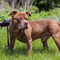 Thumbnail photo of Hereford #2