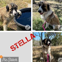Thumbnail photo of stella #1