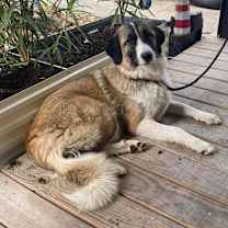 Thumbnail photo of stella #2