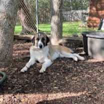 Thumbnail photo of stella #4