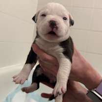 Thumbnail photo of Delores #2