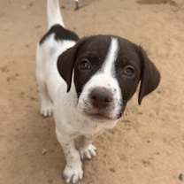 Thumbnail photo of Georgie #1