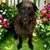 Thumbnail photo of Rose #1