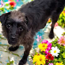 Thumbnail photo of Rose #2