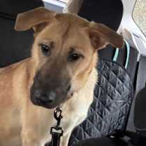 Thumbnail photo of Persia #3