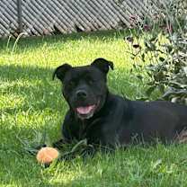 Thumbnail photo of Luna #4