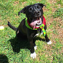 Thumbnail photo of Shaydo #4